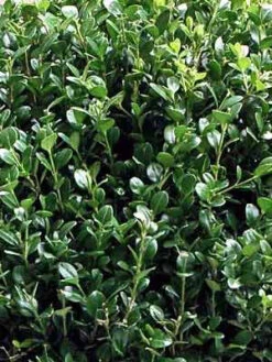 Buchsbaum-Kugel, Buxus 7 Buchsbaum-Kugel, Buxus -Garten Gefuehl buxus k255599bc5e5ca4 1280x1280