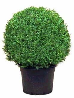 Buchsbaum-Kugel, Buxus 8 Buchsbaum-Kugel, Buxus -Garten Gefuehl buxus kugel ra12 1280x1280