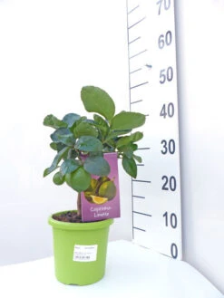 Limettenbaum 'Caipirinha-Limette' - Lime Time® -Garten Gefuehl caipirinha limette klein 1 1280x1280