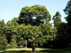 Esskastanie/Marone 'Marigoule' -Garten Gefuehl castanea sativa55599f17a9de464f5ee8dd8cec 1280x1280