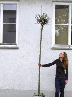 Catalpa Bignonioides Nana, Kugel-Trompetenbaum - Hochstamm -Garten Gefuehl catalpa nana hochstamm 1280x1280