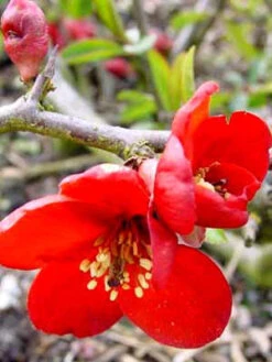 Chaenomeles Superba 'Crimson And Gold', Zierquitte -Garten Gefuehl chaenomeles crimson j 1280x1280