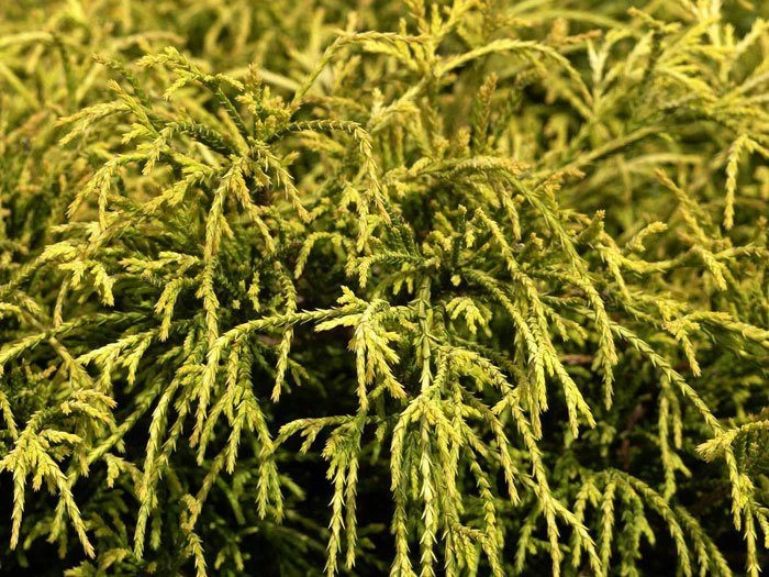 Chamaecyparis Pisifera 'Sungold', Gelbe Fadenzypresse 2 Chamaecyparis Pisifera 'Sungold', Gelbe Fadenzypresse – Bild 2