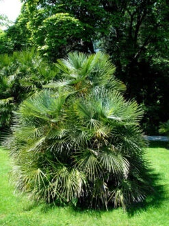 Chamaerops Humilis, Zwergpalme -Garten Gefuehl chamaerops zwergpalme 1280x1280