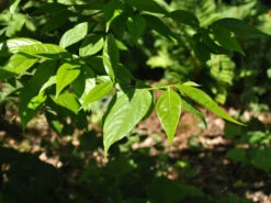 Garten Gefuehl -Garten Gefuehl chimonanthus praecox blatt 1280x1280