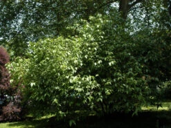 Chimonanthus Praecox, Chinesische Winterblüte -Garten Gefuehl chinesische winterbluete st 1280x1280