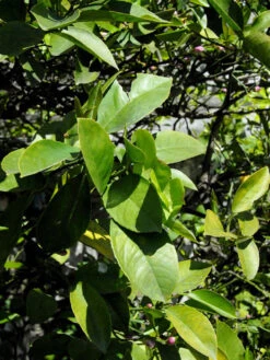 Citrus Limonum, Zitronenpflanze 7 Citrus Limonum, Zitronenpflanze -Garten Gefuehl citrus limonum blatt 1280x1280