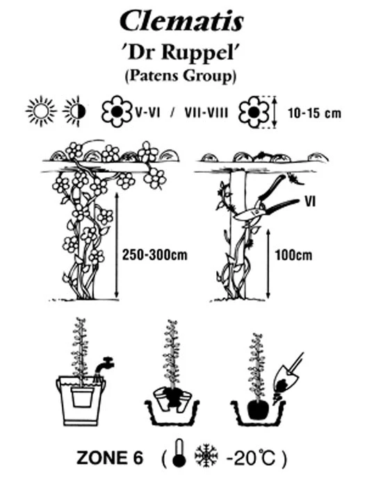 Clematis 'Dr.Ruppel' 2 Clematis 'Dr.Ruppel' – Bild 2