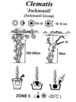 Clematis Jackmanii -Garten Gefuehl clematis jackmanii 1280x1280