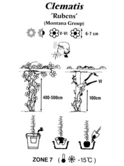 Clematis Montana 'Rubens', Anemonenwaldrebe 5 Clematis Montana 'Rubens', Anemonenwaldrebe -Garten Gefuehl clematis montana rubens 1280x1280
