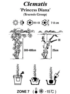 Clematis Texensis 'Princess Diana' -Garten Gefuehl clematis princessdiana 1280x1280