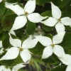 Cornus Kousa Chinensis, Chinesischer Blumenhartriegel