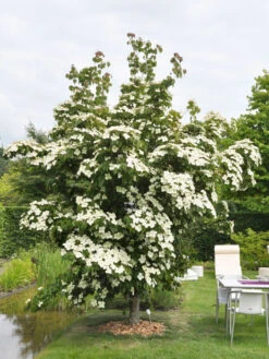 Cornus Kousa 'China Girl', Japanischer Blumenhartriegel