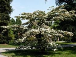 Cornus Kousa, Japanischer Blumenhartriegel -Garten Gefuehl cornus kousa 1280x1280