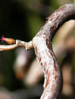 Corylus Avellana 'Contorta', Korkenzieherhasel -Garten Gefuehl corylus contorta 1280x1280