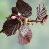 Corylus Avellana 'Red Majestic', Rotblättriger Korkenzieherhasel