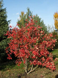 Cotinus Coggygria 'Young Lady'® -Garten Gefuehl cotinus young lady 1280x1280