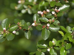 Cotoneaster Divaricatus, Sparrige Zwergmispel -Garten Gefuehl cotoneaster blatt bluete 1280x1280