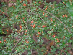 Cotoneaster Divaricatus, Sparrige Zwergmispel -Garten Gefuehl cotoneaster divaricatus 1280x1280