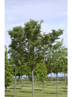 Crataegus Lavallei 'Carrierei', Lederblättriger Weißdorn - Hochstamm -Garten Gefuehl crataegus x lavallei carrie 1280x1280