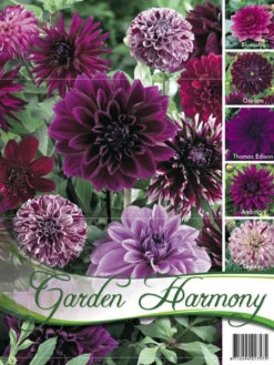 Sortiment Dahlien In Blau Und Lila (Art.Nr. 522440)