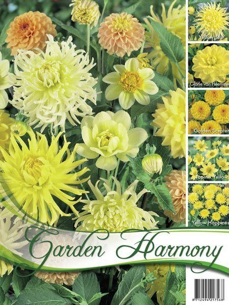 Sortiment Dahlien In Gelb (Art.Nr. 522438) 1 Sortiment Dahlien In Gelb (Art.Nr. 522438)