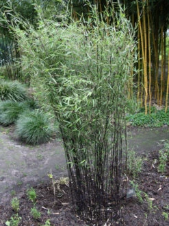 Fargesia Jiuzhaigou 'Deep Purple', Jade Bambus, Rothalmiger Schirm-Bambus -Garten Gefuehl deep purple bambus 1280x1280