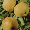 Apfel 'Dülmener Rosenapfel'