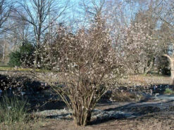 Viburnum Farreri, Duftschneeball -Garten Gefuehl duftschneeball 1280x1280