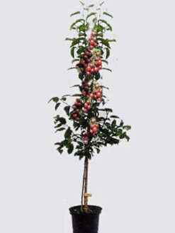 Duo-Kirschbaum - Sunburst Und Burlat