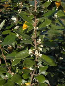 Elaeagnus Ebbingei, Wintergrüne Ölweide -Garten Gefuehl elaeagnus ebbingei zweig59e7372c72773 1280x1280