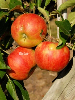 Duo-Apfelbaum - Jonagold Und Elstar -Garten Gefuehl elstar apfel 1280x1280