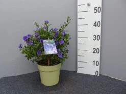 Solanum Rantonnetii, Solanum, Enzianstrauch -Garten Gefuehl enzianstrauch gross 1 1280x1280