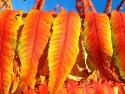 Rhus Typhina 'Tiger Eyes', Essigbaum -Garten Gefuehl essigbaum tiger orange 1280x1280