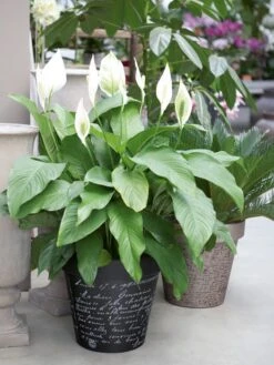 Pflanzkübel E&K Sience -Garten Gefuehl eund sience bepflanzt 1280x1280