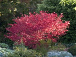 Euonymus Alatus 'Compactus' -Garten Gefuehl euonymus compactus 1280x1280