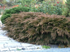 Microbiota Decussata, Fächer-Wacholder -Garten Gefuehl faecher wacholder 1280x1280