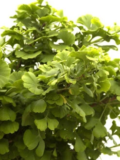 Ginkgo Biloba Mariken, Kugel-Ginkgo - Hochstamm -Garten Gefuehl faecherblattbaum mariken 1280x1280