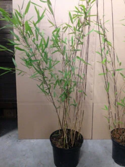 Fargesia Nitida 'Black Pearl' - Glänzender Schirm-Bambus 7 Fargesia Nitida 'Black Pearl' - Glänzender Schirm-Bambus -Garten Gefuehl fargesia nitida black pearl 1280x1280