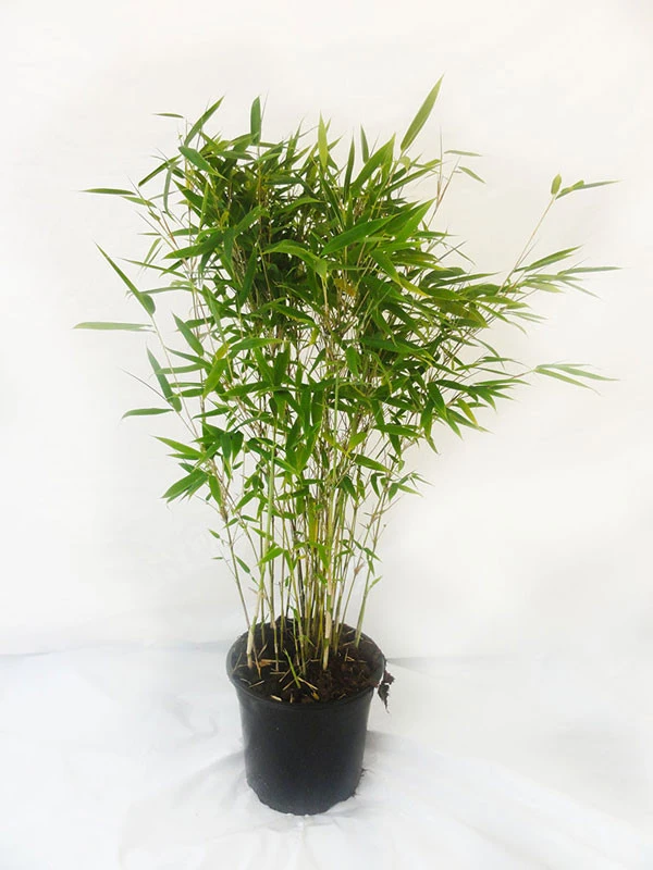 Fargesia Murielae 'Panda', Schirmbambus 2 Fargesia Murielae 'Panda', Schirmbambus – Bild 2