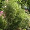 Fargesia Scabrida, Purpur-Bambus, Garten-Bambus