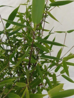 Fargesia Murielae 'Tiny', Schirmbambus -Garten Gefuehl fargesia tiny blatt 1280x1280