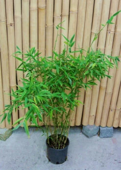 Fargesia Murielae 'Tiny', Schirmbambus -Garten Gefuehl fargesia tiny 1280x1280
