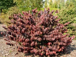 Viburnum Plicatum Tomentosum, Filziger Schneeball -Garten Gefuehl filziger schneeball 1280x1280