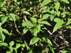 Syringa Chinensis, Chinesischer Flieder -Garten Gefuehl flieder china blatt55599f4a2acaa 1280x1280