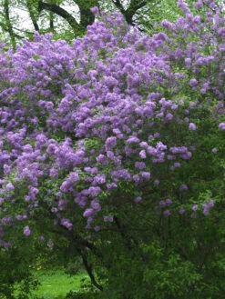 Syringa Chinensis, Chinesischer Flieder