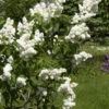 Syringa Vulgaris 'Madame Lemoine', Edel-Flieder