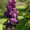 Syringa Vulgaris 'Andenken An Ludwig Späth'