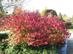 Euonymus Alatus, Flügel-Spindelstrauch -Garten Gefuehl fluegel spindelstrauch 1280x1280