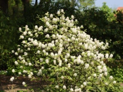 Fothergilla Major, Federbuschstrauch -Garten Gefuehl fothergilla major 1280x1280